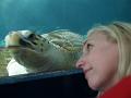 Sea turtle befriends Christy-640w